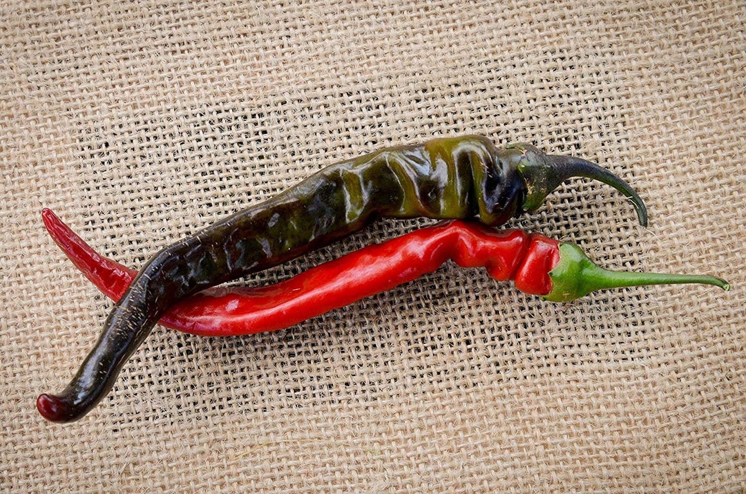 Black Thai Heirloom Chili Pepper Premium Seed Packet More - Etsy