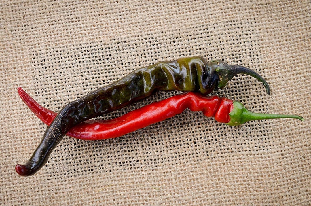 Black Thai Heirloom Chili Pepper Premium Seed Packet + More - Etsy Black Thai Heirloom Chili Pepper Premium Seed Packet + More - Etsy