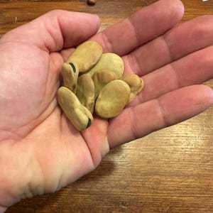 Può includere: Primo piano di una manciata di fave, di colore beige chiaro, ciascuna con una macchia scura. Le fave sono tenute nel palmo di una mano aperta, su uno sfondo di legno.