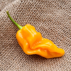 May include: A bright yellow habanero pepper with a green stem, sitting on a brown burlap background.
