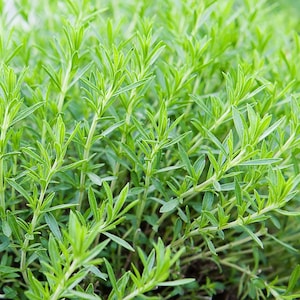 May include: Close-up of a vibrant green herb, likely savory, with numerous slender stems and small, pointed leaves. The image is well-lit, showcasing the fresh, healthy appearance of the plant. The leaves are a bright, verdant green.