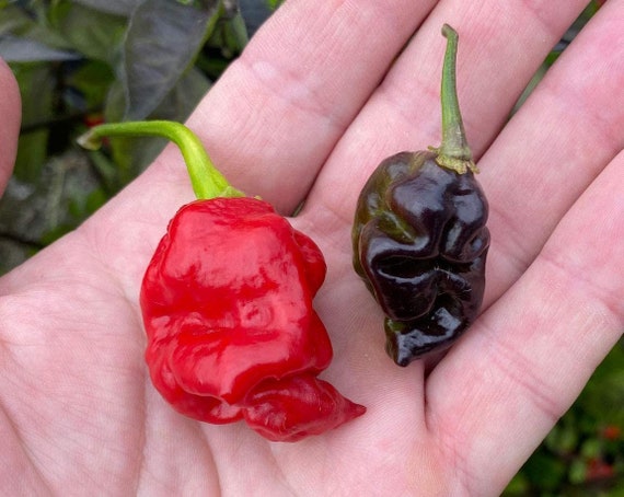 Dragon S Breath X Pink Tiger Hybrid Chile Pepper Premium Etsy Dragon S Breath X Pink Tiger Hybrid Chile Pepper Premium Etsy