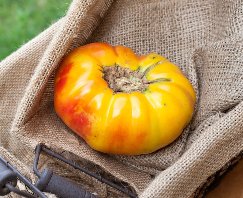 Hawaiian Pineapple Heirloom Tomato Premium Seed Packet