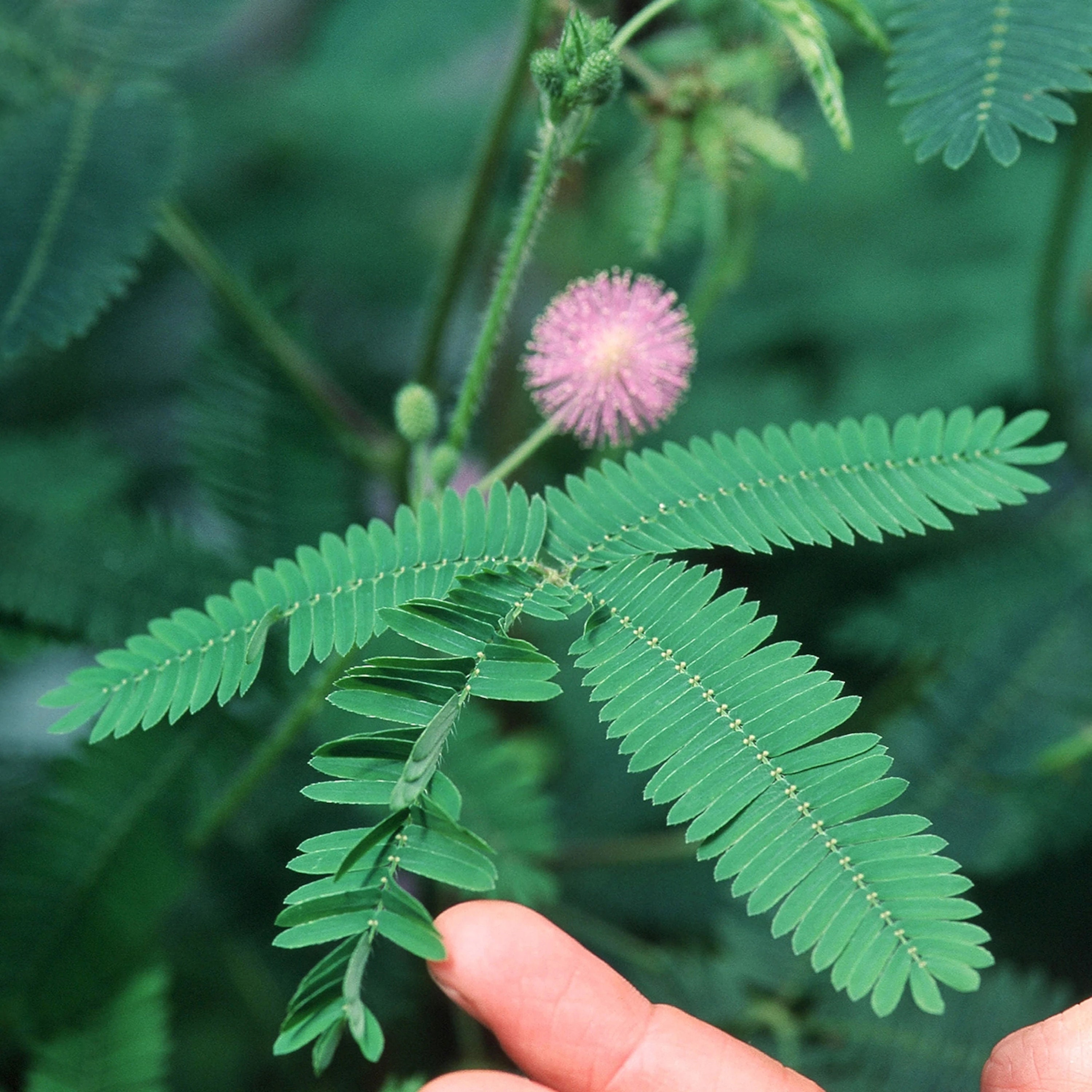 Mimosa Pudica Sensitive Plant No Touch Premium Seed Packet Etsy
