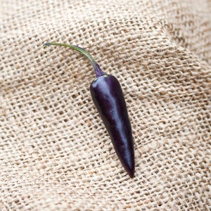Purple Cayenne Heirloom Pepper Premium Seed Packet
