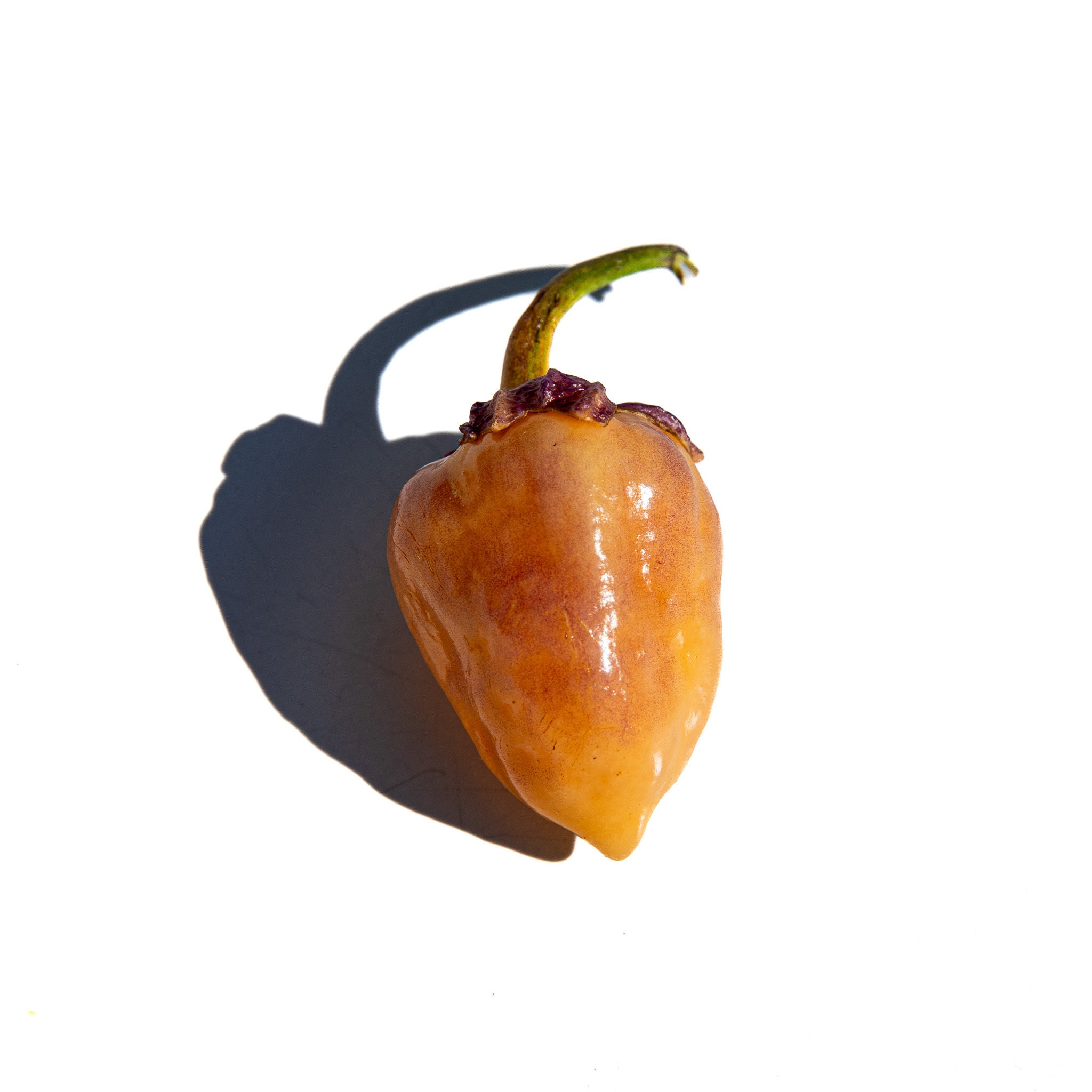 Peach Bubblegum BBG7 7 Pot Pepper Premium Seed Packet + More