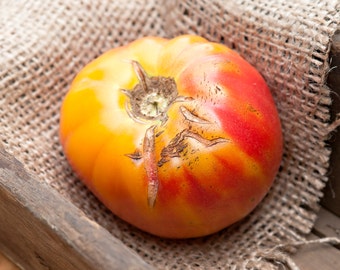 May include: A large, ripe tomato with a yellow and red skin. The tomato has a deep red blush on one side and a yellow hue on the other side. The tomato is sitting on a hessian surface.