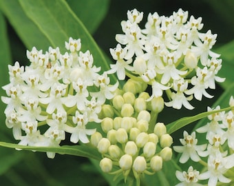 IJsballet Moeras Kroontjeskruid Vlinderkruid Asclepias incarnata Premium zaadpakket Monarch