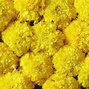 Könnte beinhalten: Eine Nahaufnahme eines Straußes leuchtend gelber Ringelblumen. Die Blüten sind in einer Traube angeordnet, wobei sich ihre Blütenblätter überlappen und eine dichte, strukturierte Oberfläche bilden.