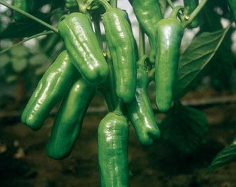 Dolcetto "Little Sweet One" Italian Peperoncini Frying Heirloom Pepper Premium Seed Packet + More