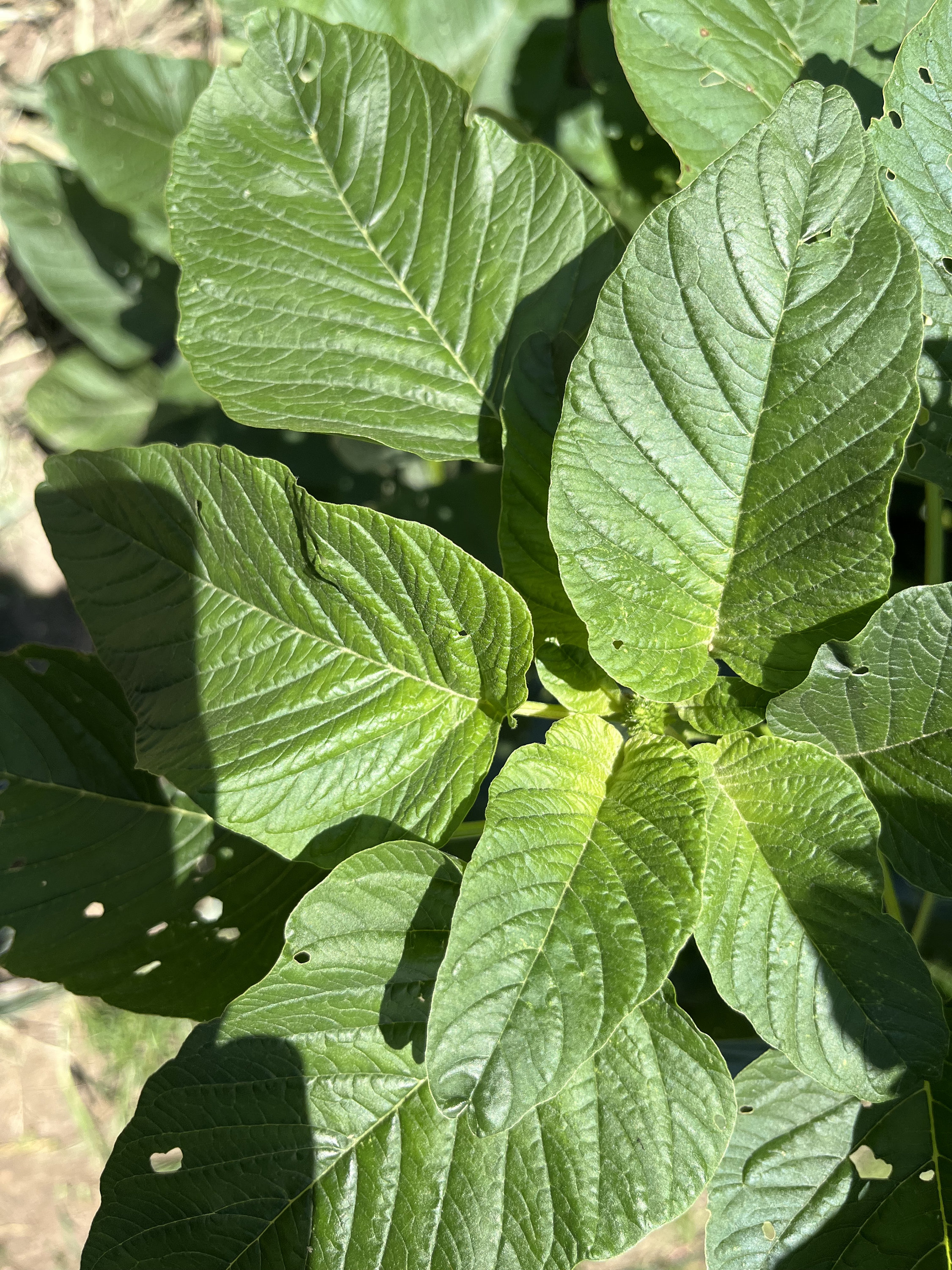 Dubius Dodo Amaranthus Amaranth Dubious Dubios Chinese Red Spinach Spleen  Arai keerai Premium Seed Packet