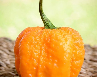 Yellow Carolina Reaper HP22B Pepper Premium Seed Packet Record Hottest in The World + More