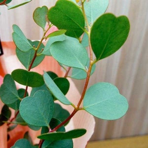 May include: A close-up of a branch of eucalyptus leaves with heart-shaped leaves. The leaves are a vibrant green colour and the branch is a reddish-brown colour.