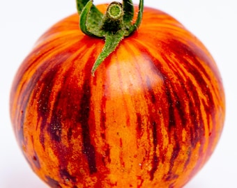 Paquete de semillas premium de tomate Reina de la Noche