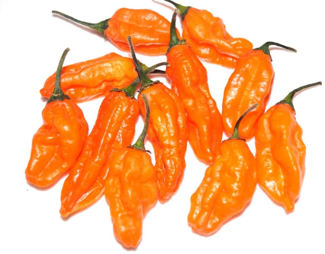 Carbonero Pepper Premium Seed Packet - Etsy