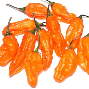 Carbonero Pepper Premium Seed Packet