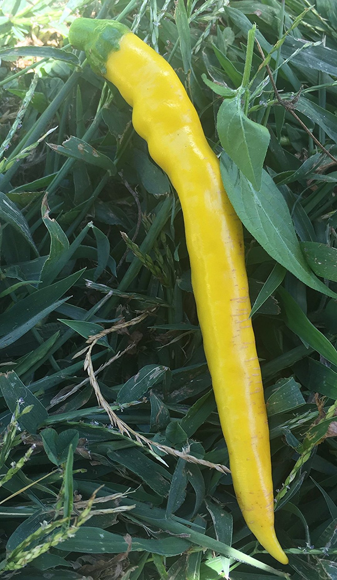 Sarit Gat Pepper Premium Seed Packet - Etsy