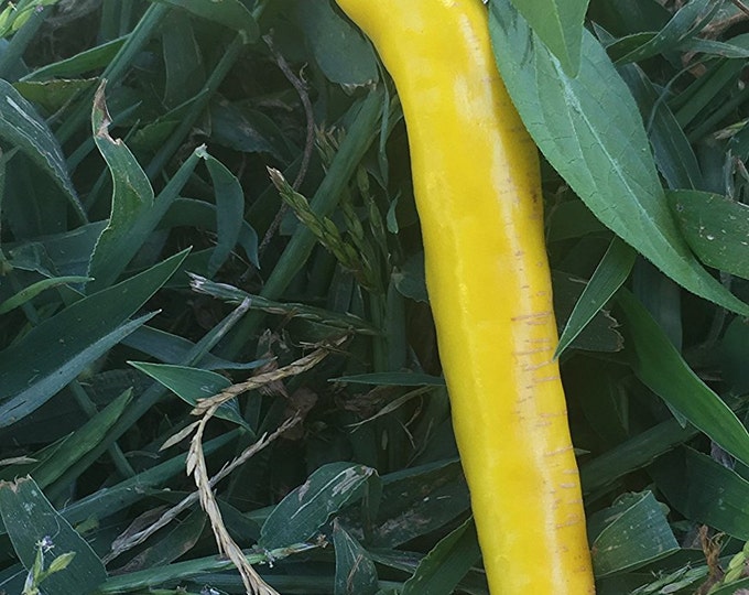 Dragons Claw Cayenne Chile Hot Pepper Premium Seed Packet Etsy