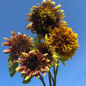 Van Gogh's Fantasy Mix Sunflower Autumn Cut Flowers Premium Seed Packet image 1