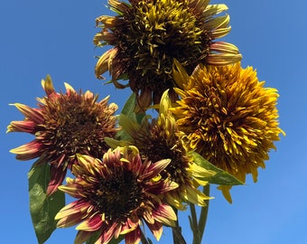Van Gogh's Fantasy Mix Sunflower Autumn Cut Flowers Premium Seed Packet