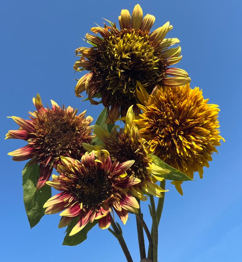 Van Gogh's Fantasy Mix Sunflower Autumn Cut Flowers Premium Seed Packet image 1