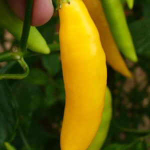 Aji Amarillo żółty peruka nasion papryka Premium