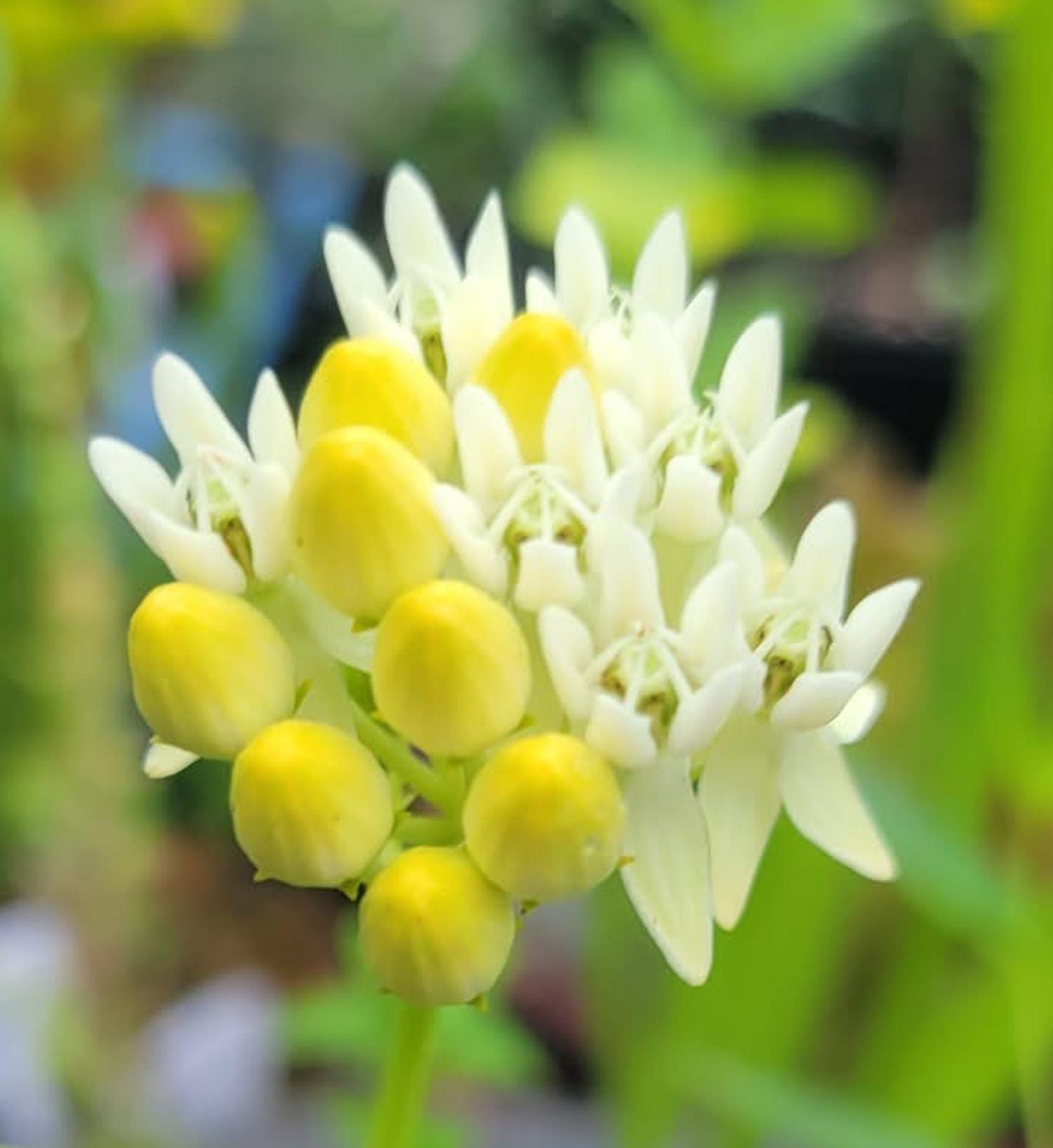 Asclepias rubra Alba White Milkweed Butterfly Bog Plant Premium Seed Packet Monarch