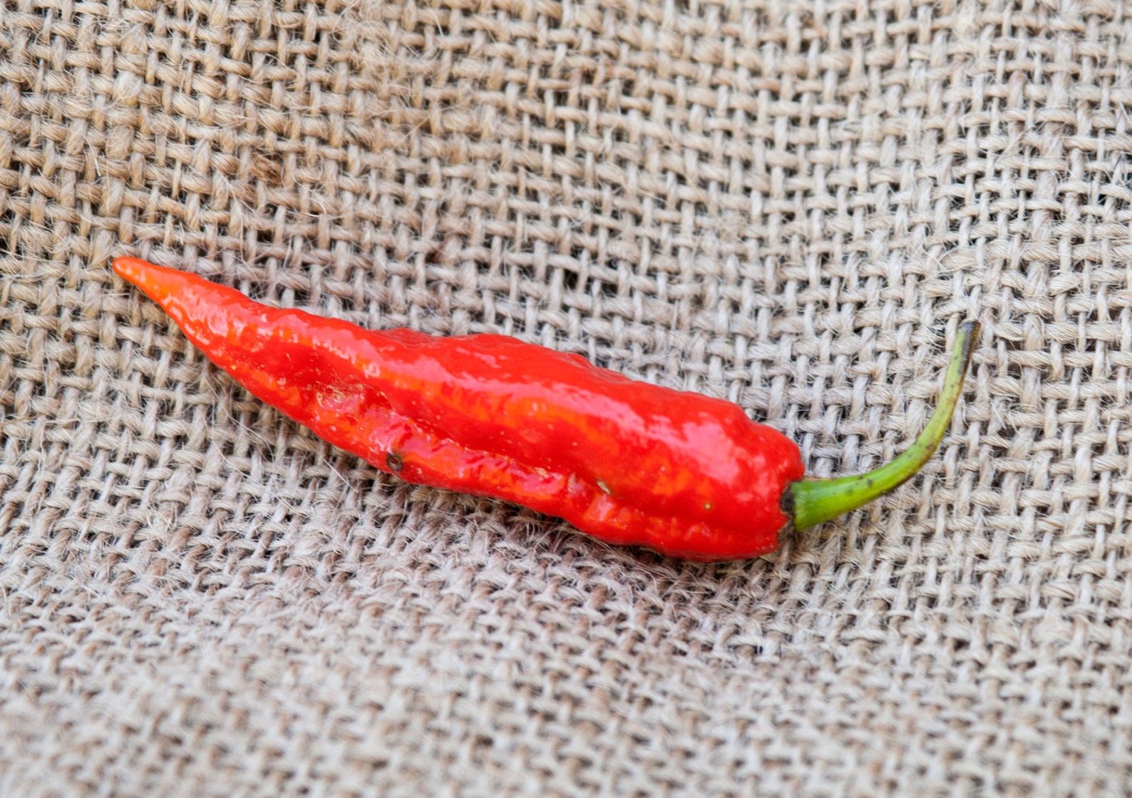Red Ghost Pepper Bhut Jolokia Heirloom Pepper Premium Seed Packet - Etsy