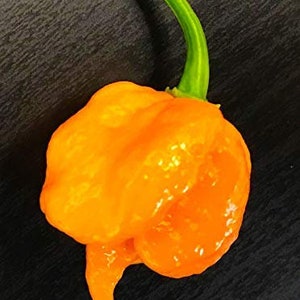Orange Carolina Reaper HP22B Pepper Premium Seed Packet Record: heetste ter wereld + meer