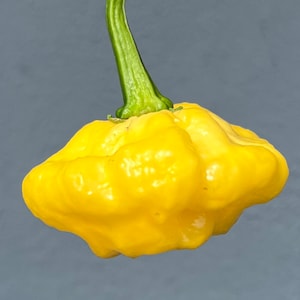 KSLS Lemon Starrburst Scotch Bonnet Pepper Premium Seed Packet