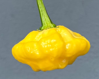 May include: A bright yellow pepper with a bumpy, wrinkled texture. The pepper has a green stem and is hanging from a branch.