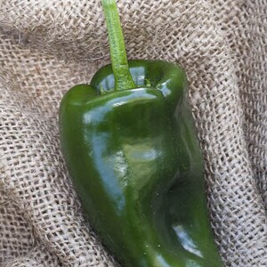 Poblano Ancho Chile Mexico Heirloom Pepper Premium Seed Packet