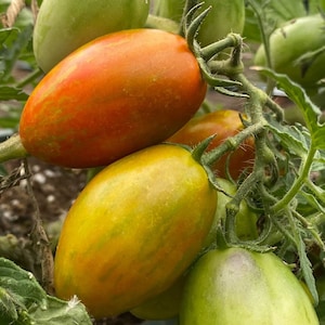 Tumbling Tiger Micro Dwarf Hanging Basket Bonsai Tomato Premium Seed Packet