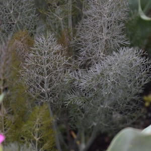 以下が含まれることがあります： ふわふわとした薄い灰色の植物の群れのクローズアップ。植物は繊細で風通しの良い外観で、庭で育っています。