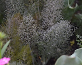 Brązowy pakiet nasion kopru włoskiego Foeniculum vulgare Purpureum Premium