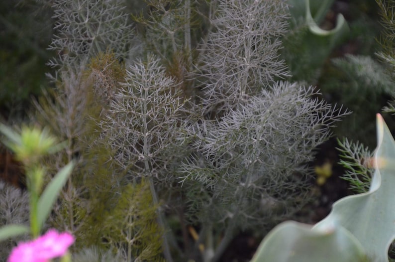 Sherwoods Seeds Bronze Fennel