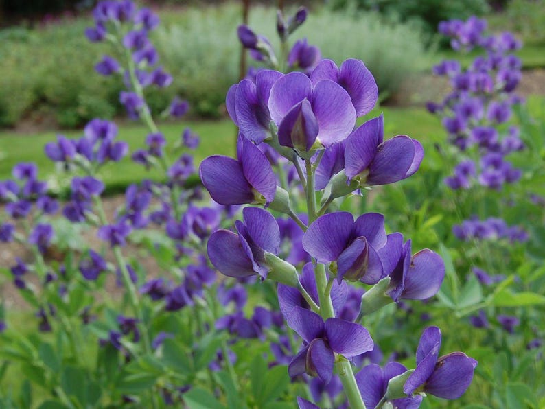 Sherwoods Seeds Wild Indigo Baptisia Australis Seeds - Thumbnail 2
