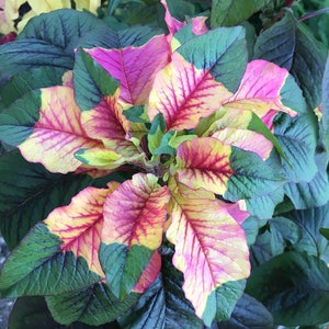 Joseph's Coat Amaranthus Tricolor Amaranth Summer Poinsettia Premium Seed Packet