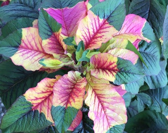Joseph&#39;s Coat Amaranthus Tricolor Amaranth Summer Poinsettia Premium Seed Packet