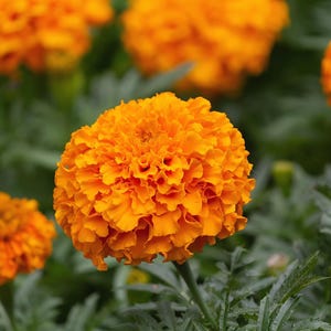 Könnte beinhalten: Nahaufnahme einer leuchtend orangefarbenen Studentenblume in voller Blüte. Die Blume hat viele Blütenblätter und ist von grünen Blättern umgeben.
