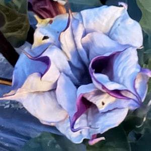 Paquete de semillas premium de Datura púrpura bailarina, flor de luna, lirio de luna, flor de trompeta de ángel