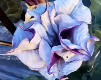 Paquete de semillas premium de Datura púrpura bailarina, flor de luna, lirio de luna, flor de trompeta de ángel