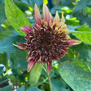 Van Gogh's Fantasy Mix Sunflower Autumn Cut Flowers Premium Seed Packet image 3