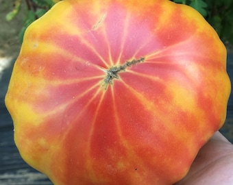 Paquete de semillas premium de tomate Heirloom Georgia Streak