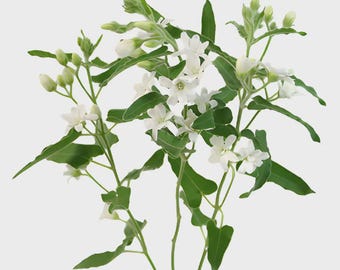 White Alba Tweedia Butterfly Milkweed Oxypetalum coeruleum Premium Seed Packet Monarch