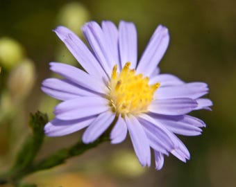 May include: A single, light purple flower with a yellow center. The flower has many petals and is in focus. The background is blurred and out of focus.