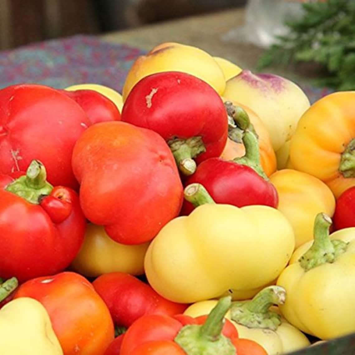 Alma Paprika Sweet Pepper Premium Seed Packet Etsy