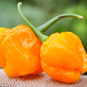 Puede incluir: Dos pimientos habaneros de color amarillo brillante con tallos verdes, sobre una superficie de arpillera marrón.