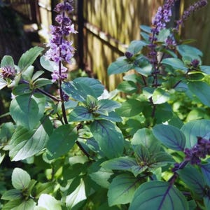 May include: Close-up of basil plants with green leaves and purple veins. The plants have purple flower spikes and dark stems. The background is a blurred wooden fence, suggesting an outdoor garden setting.