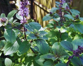 LIVE PLANT African Blue Basil Ocimum kilimandscharicum × basilicum Dark Opal 3" Deep Pot